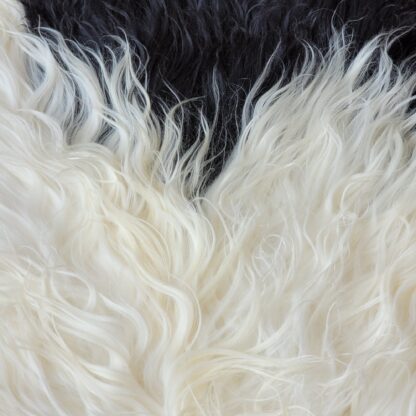 Long hair curly spotted white and black Icelandic sheepskin rug