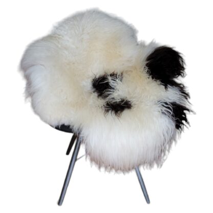 Long hair curly spotted white and black Icelandic sheepskin rug
