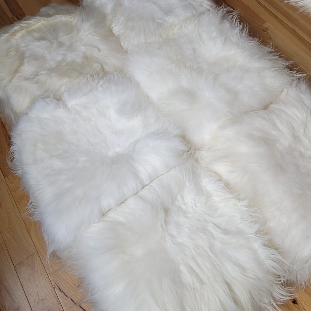 white Icelandic sheep cover