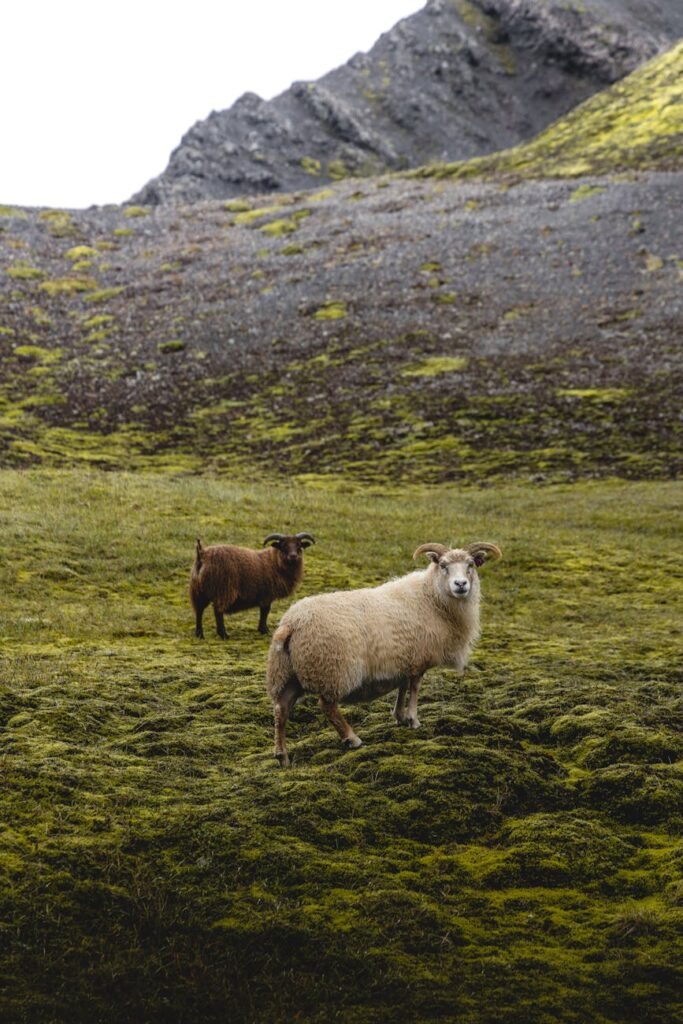 Icelandic Lambskin Throws & Rugs: Nature's Most Luxurious Long