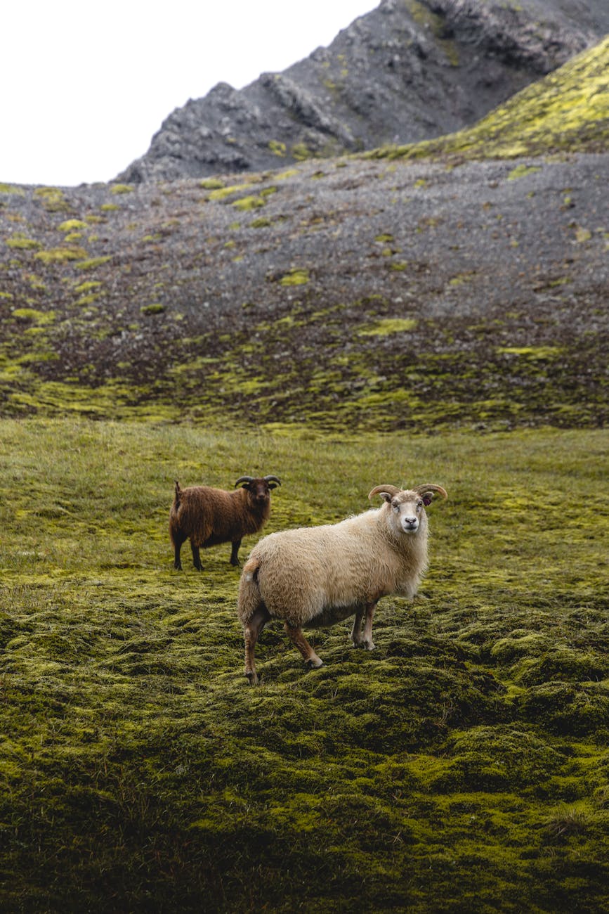 The Ultimate Guide to Icelandic Lambskin Throws & Rugs: Nature’s Most Luxurious Long Hair Wool