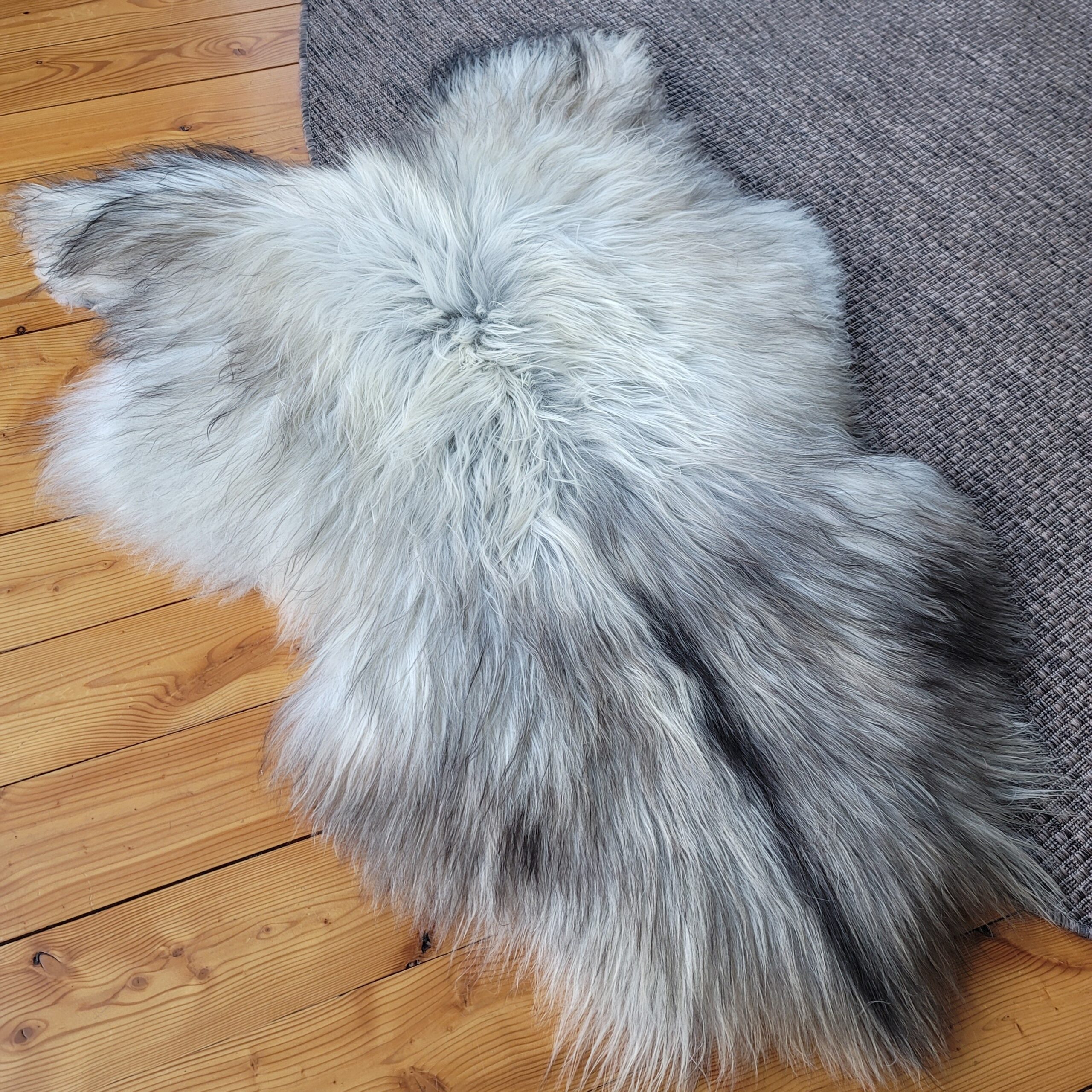 Large Natural Undyed Long Hair Gray White Icelandic Sheepskin 50" x 32" - Image 3
