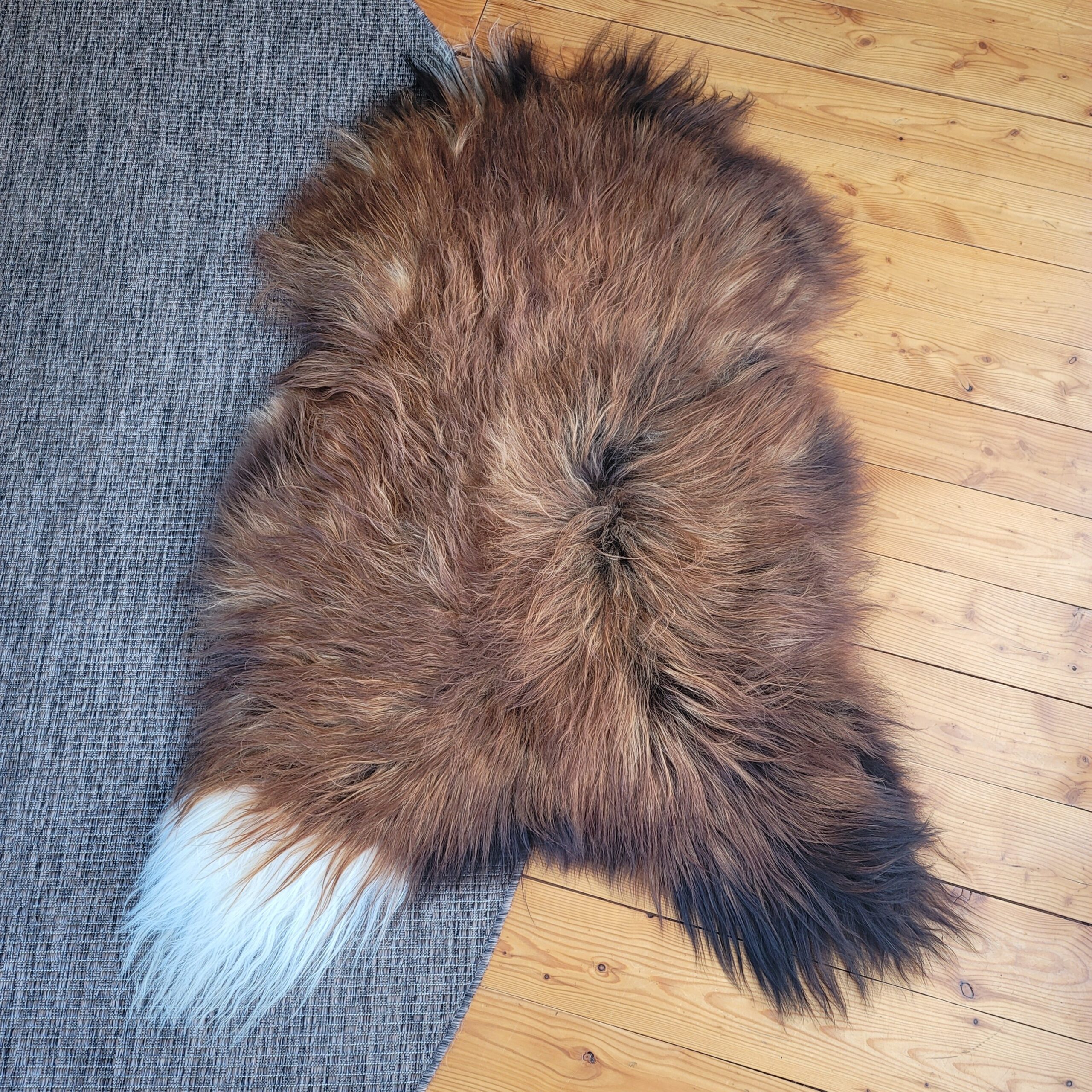 Extra Large Moorit Long Wool Natural Icelandic Sheepskin 57" x 38" Extra Large Moorit Long Wool Natural Icelandic Sheepskin 57" x 38" - genuine Icelandic sheepskin rug from Noryageur