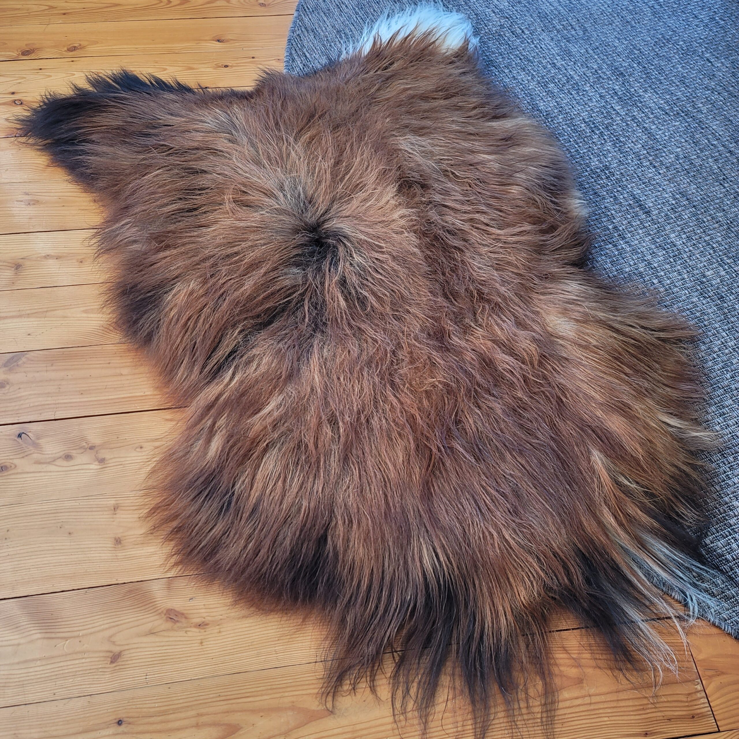 Extra Large Moorit Long Wool Natural Icelandic Sheepskin 57" x 38" Extra Large Moorit Long Wool Natural Icelandic Sheepskin 57" x 38" - genuine Icelandic sheepskin rug from Noryageur