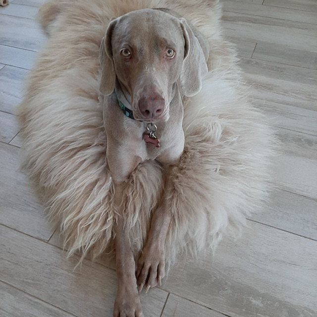 Rare Giant Sheepskin becomes a dogs favorite spot on the floor