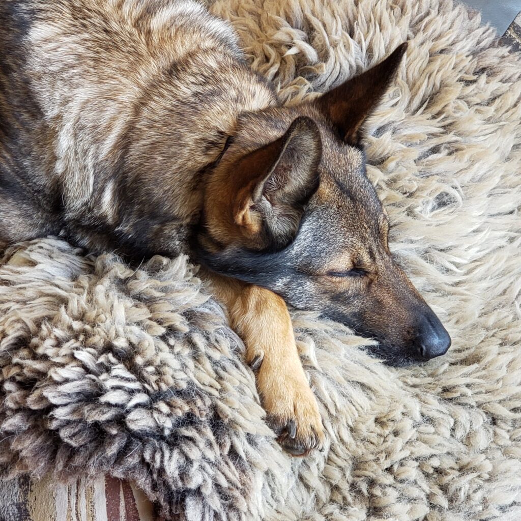 Dog laying on a gray sheepskin
