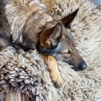 Dog laying on a gray sheepskin