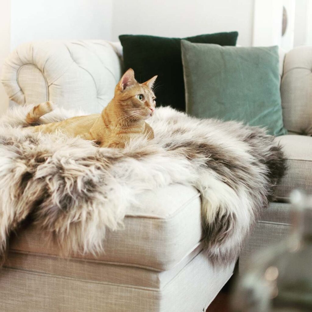 Cat laying on sheepskin