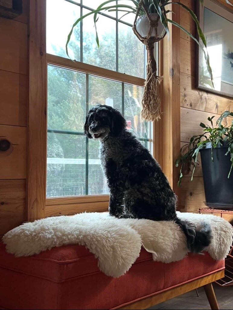 Dog sitting on bench seat with sheepskin on it