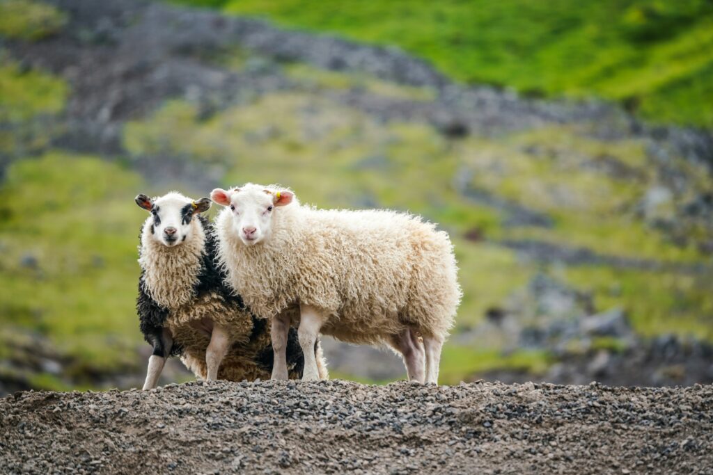 2 Icelandic Sheep free range in Icelandic one with spots and one a natural white color