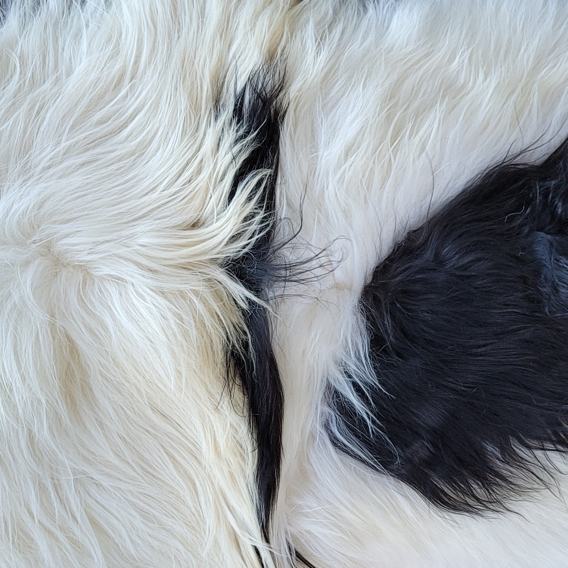 Spotted Double Pelt Long Icelandic Sheepskin close up view of Icelandic Sheep's long wool