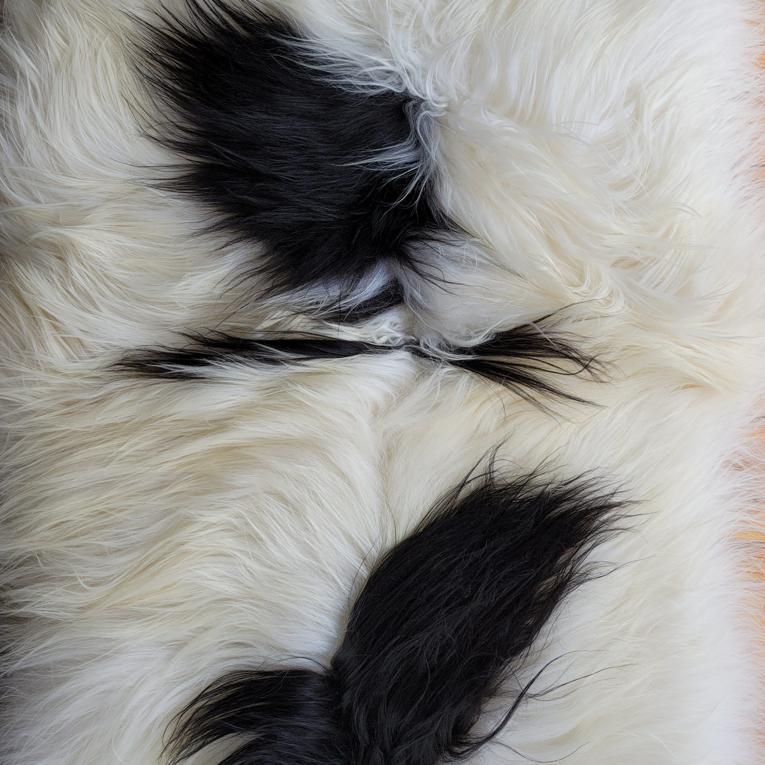 Spotted Double Pelt Icelandic Sheepskin 7' Long Spotted Double Pelt Icelandic Sheepskin 7' Long - Image 9