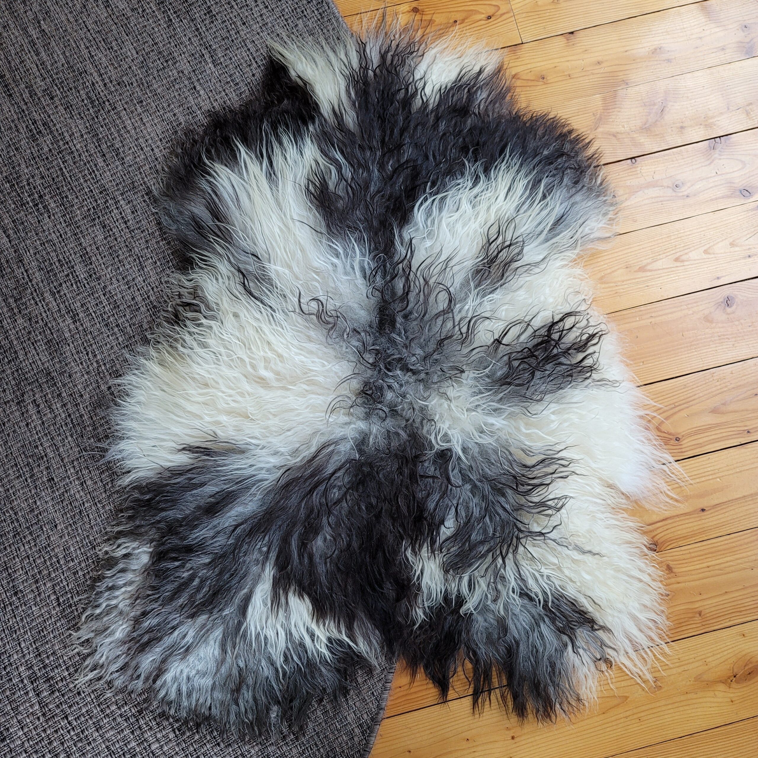 Magnificent Icelandic Tri-Color Gray Curly Sheepskin Rug (46" x 35") Magnificent Icelandic Tri-Color Gray Curly Sheepskin Rug (46" x 35") - Image 4