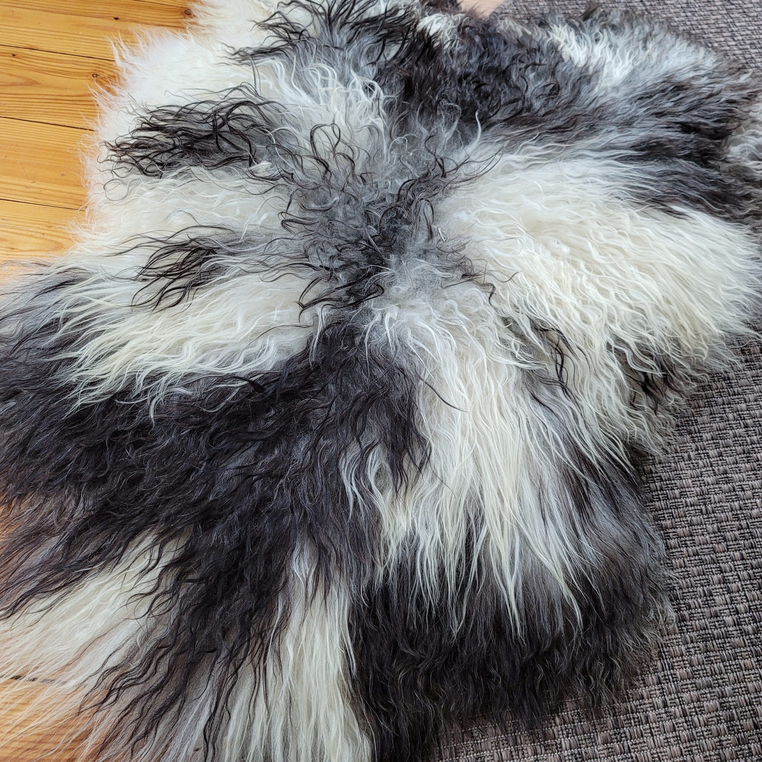 Magnificent Icelandic Tri-Color Gray Curly Sheepskin Rug (46" x 35") Magnificent Icelandic Tri-Color Gray Curly Sheepskin Rug (46" x 35") - Image 3
