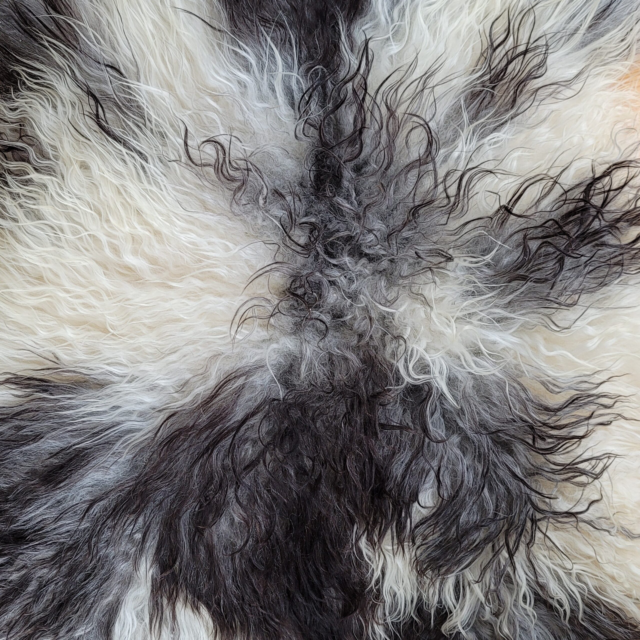 Magnificent Icelandic Tri-Color Gray Curly Sheepskin Rug (46" x 35") Magnificent Icelandic Tri-Color Gray Curly Sheepskin Rug (46" x 35") - Image 5
