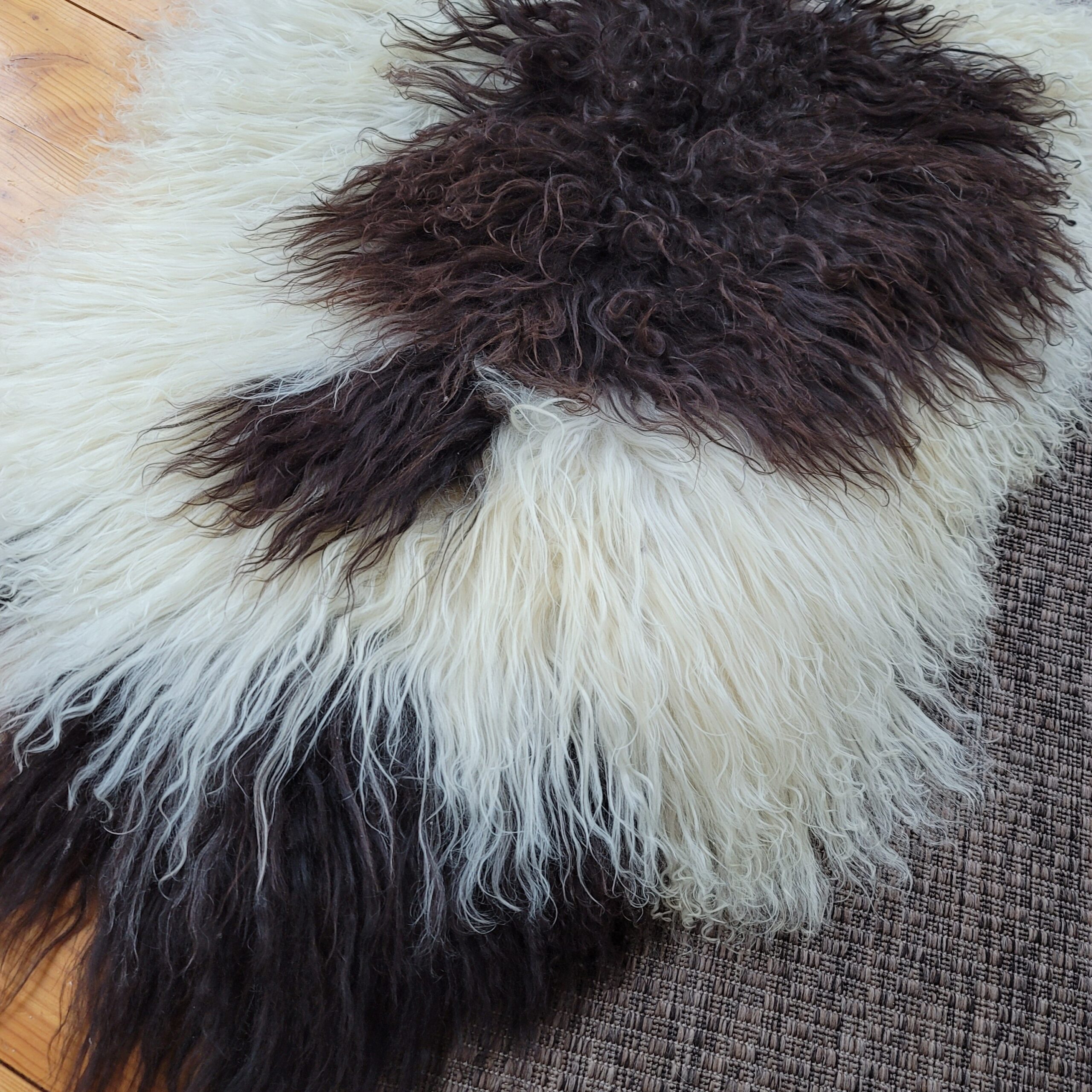 Icelandic Sheepskin Rug - Cream + Brown Spot, Gray Base 49" x 32" Icelandic Sheepskin Rug - Cream + Brown Spot, Gray Base 49" x 32" - Image 3