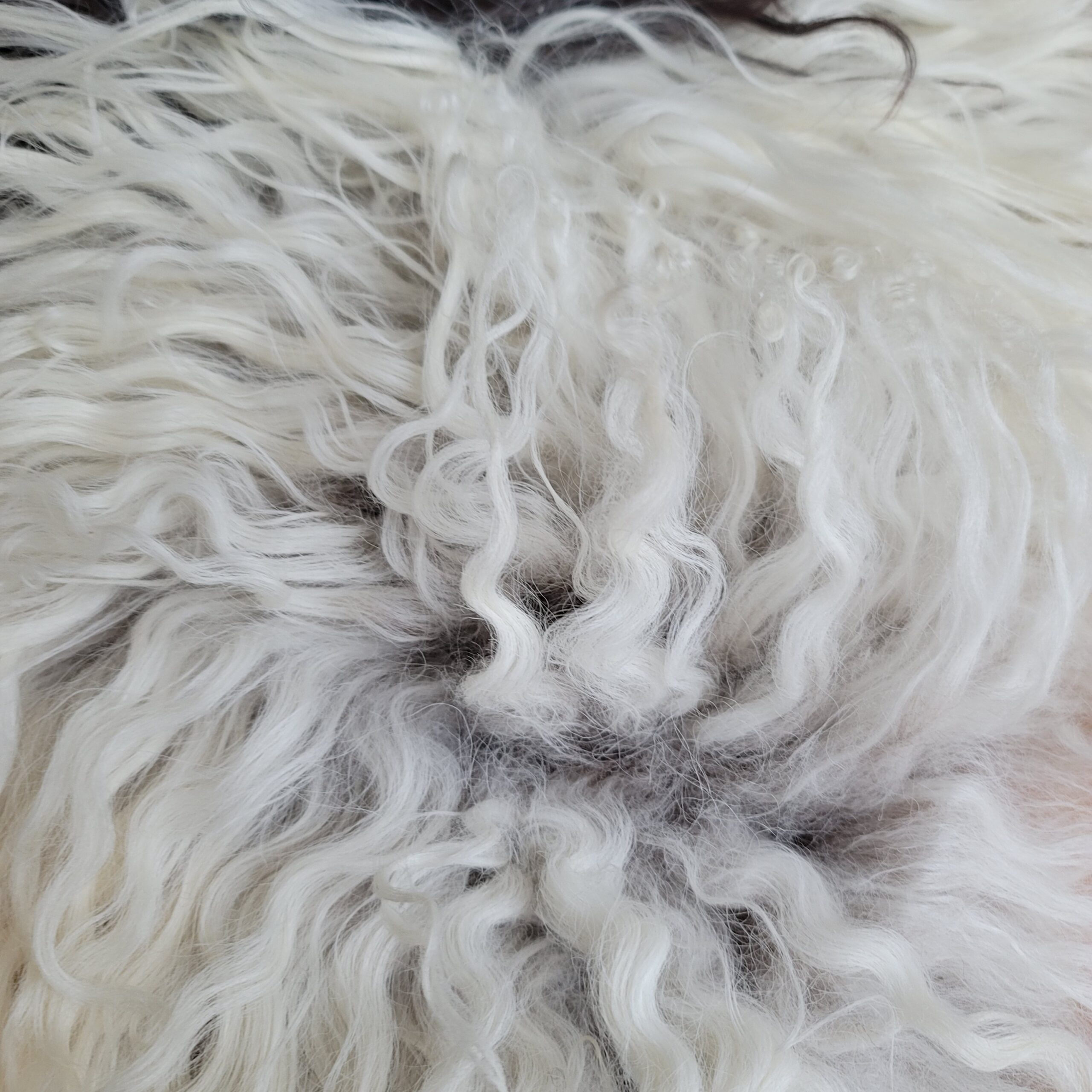Icelandic Sheepskin Rug - Cream + Brown Spot, Gray Base 49" x 32" Icelandic Sheepskin Rug - Cream + Brown Spot, Gray Base 49" x 32" - Image 4