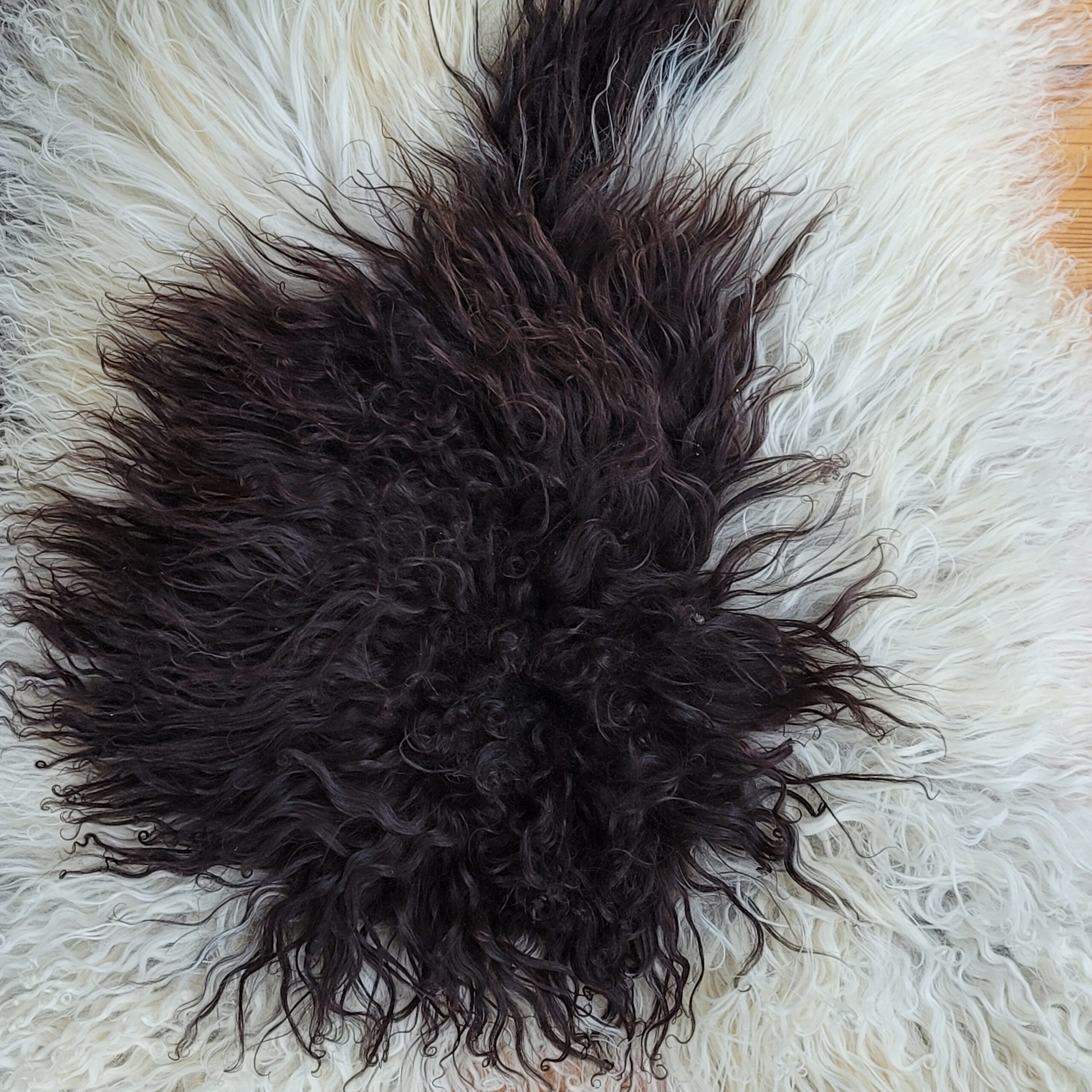 Icelandic Sheepskin Rug - Cream + Brown Spot, Gray Base 49" x 32" Icelandic Sheepskin Rug - Cream + Brown Spot, Gray Base 49" x 32" - Image 6