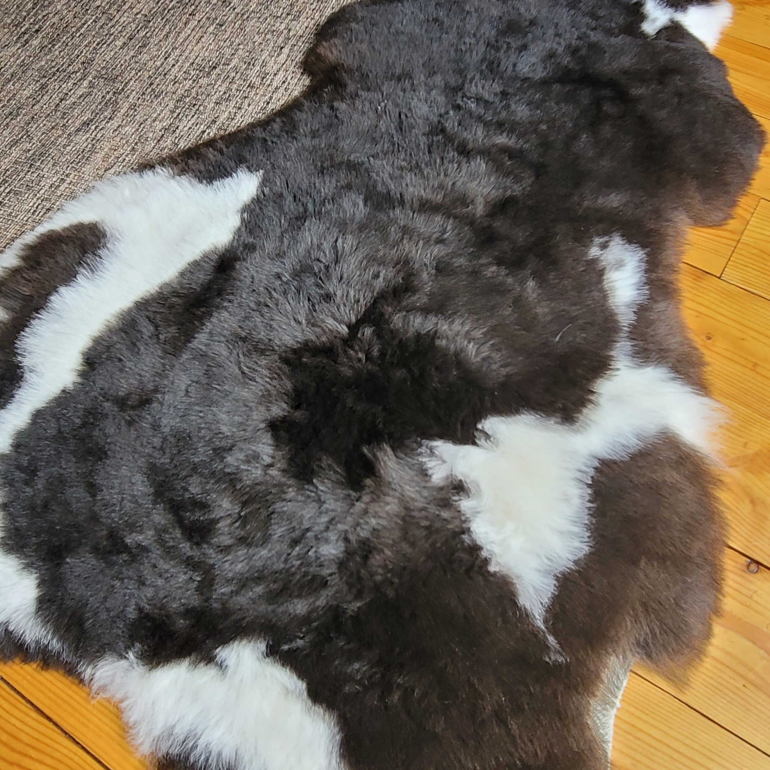 Supple Shorn Spotted Icelandic Lambskin Throw (45" x 26") - Image 3