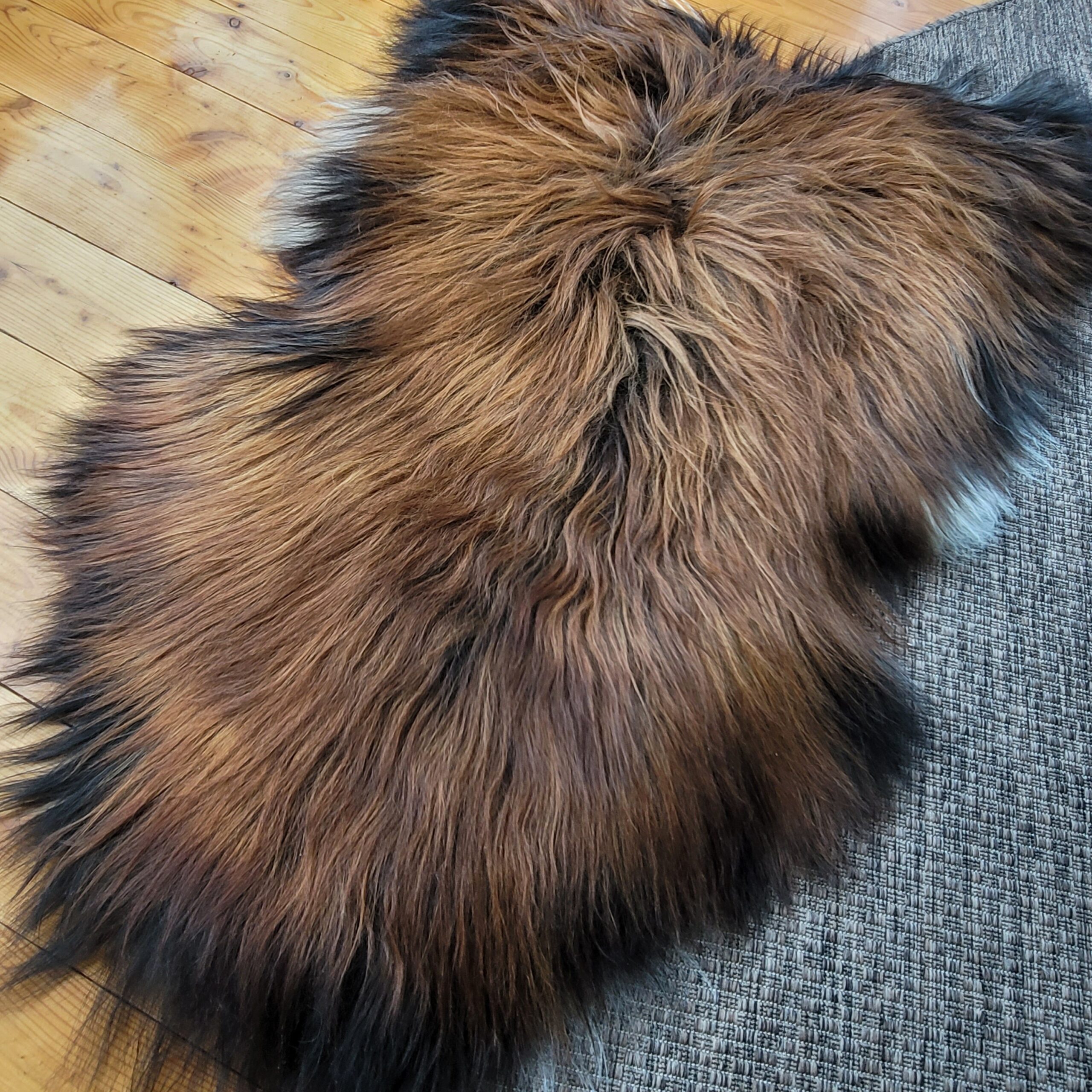 XXL Icelandic Sheepskin Tri-Color Moorit 58" x 37" - Image 3