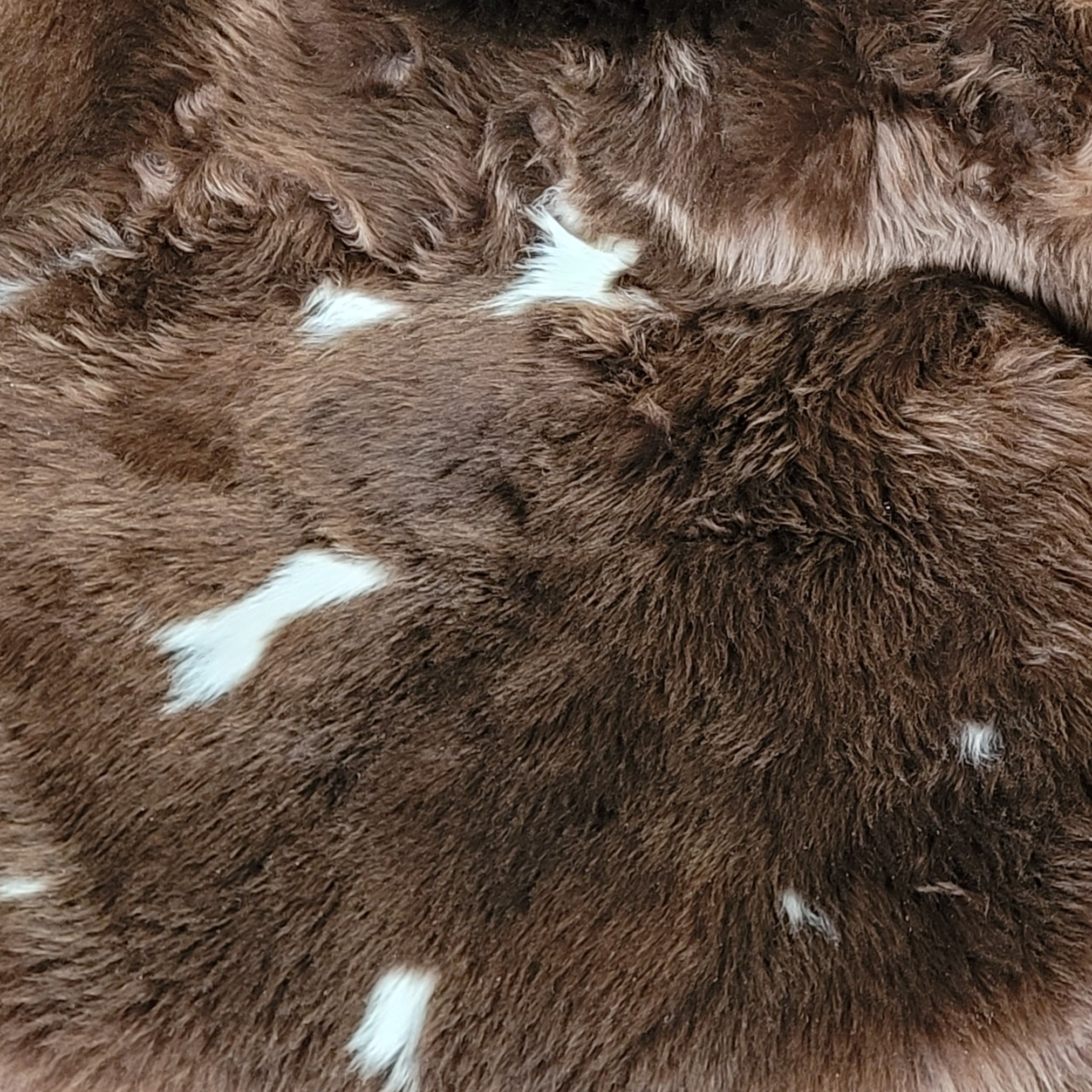Rare Breed British Lambskin Throw – Bright Brown & White Spotted 47" x 32" - Image 3