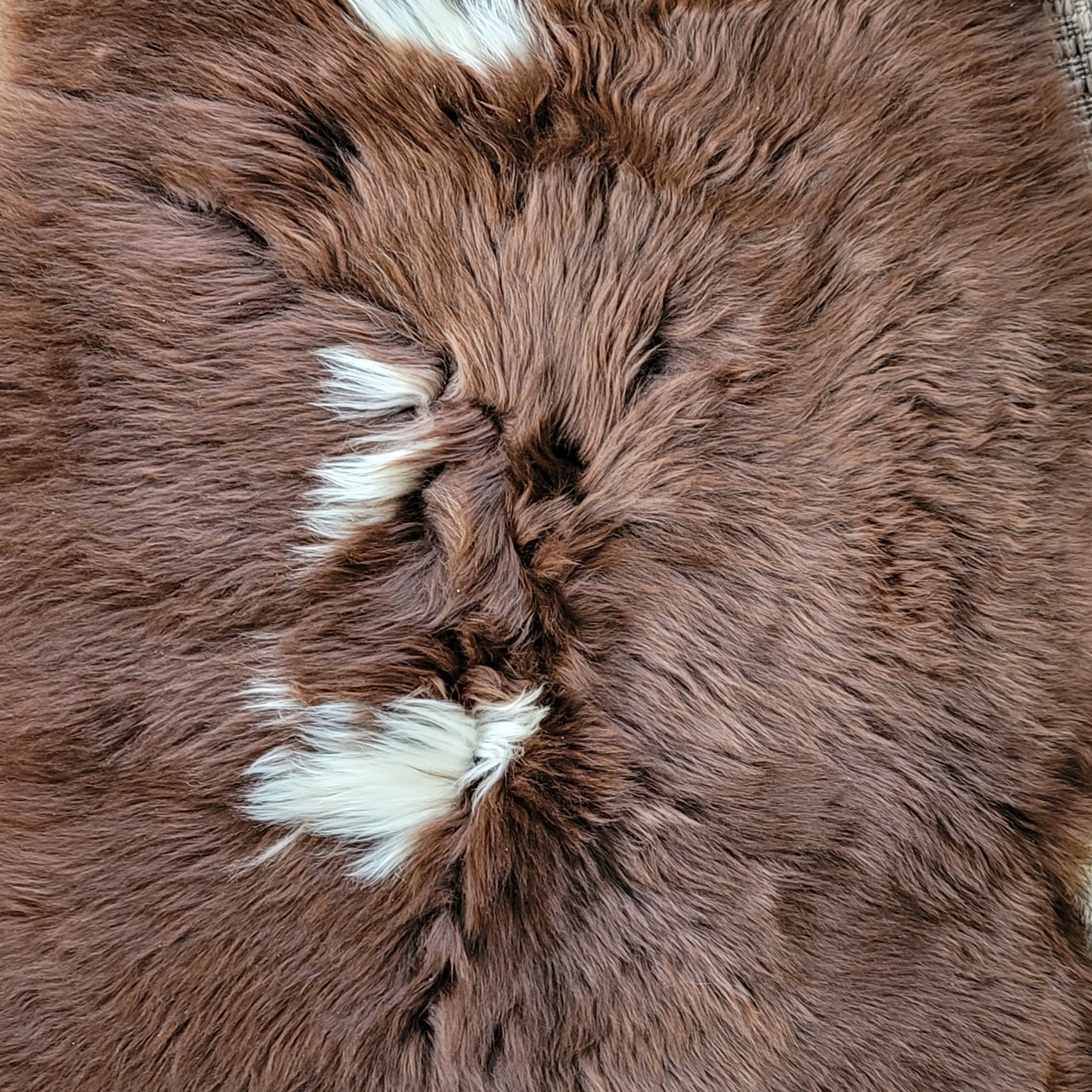 Silky Rare Breed British Lambskin Throw – Brown & White Spotted 48" x 30" - Image 3
