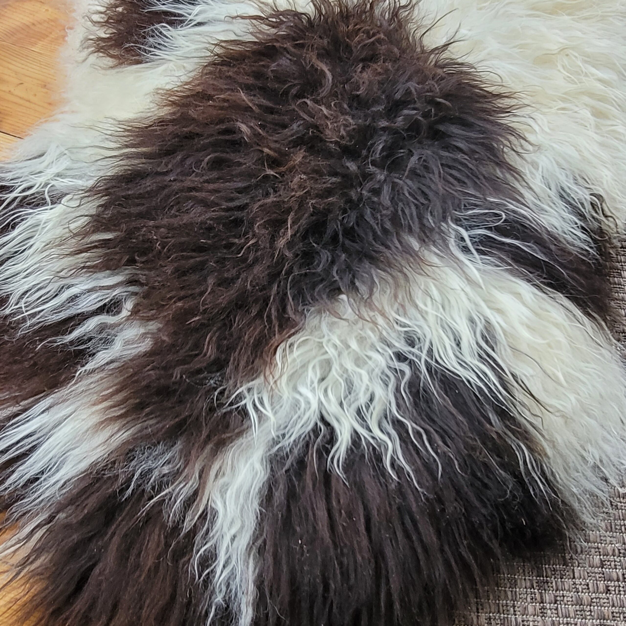 Soft Curly Ecru & Brown Spotted Icelandic Sheepskin Rug 47″ × 34″ - Image 3