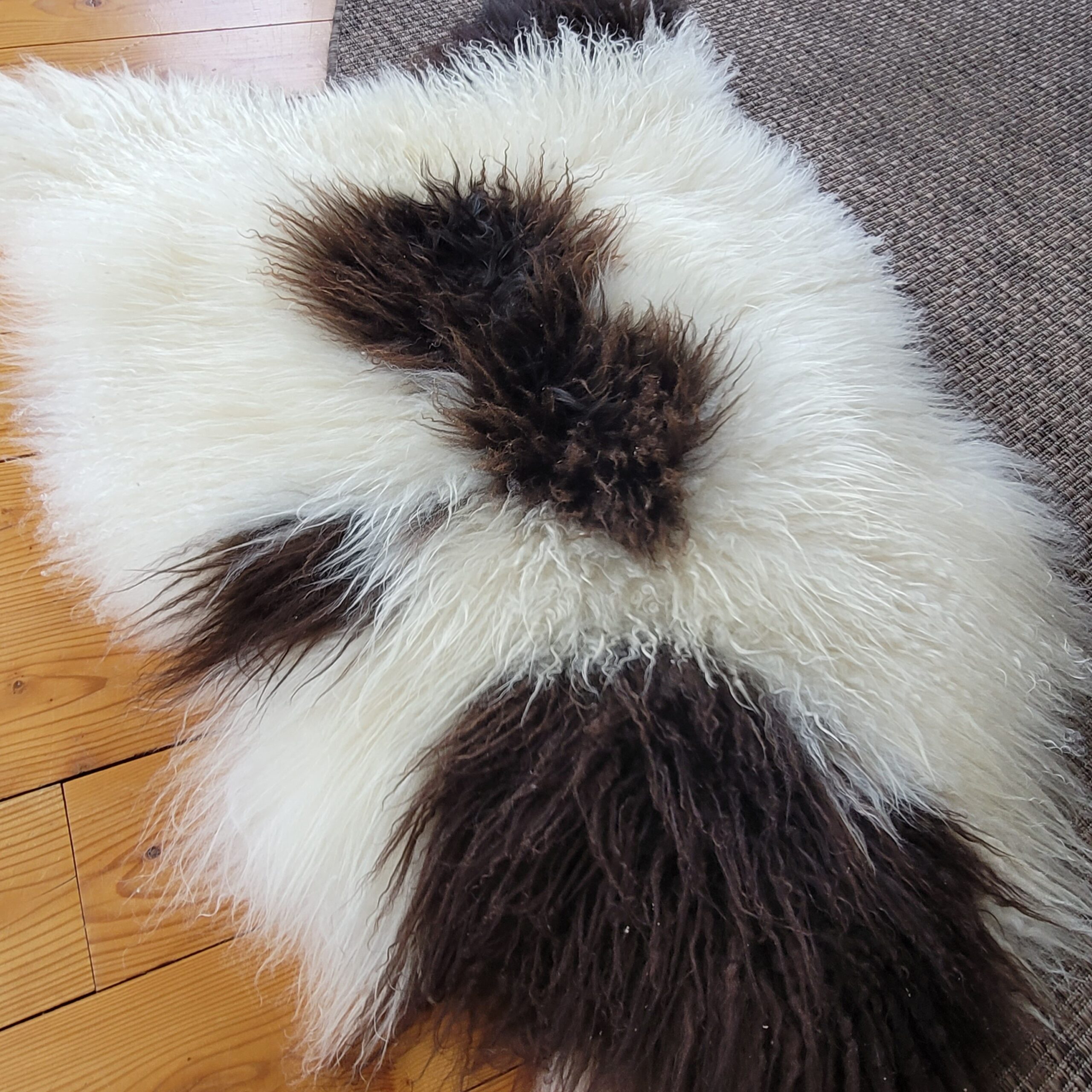 Rich Brown & Ivory Curly Icelandic Sheepskin Rug 48″ × 33″ - Image 4