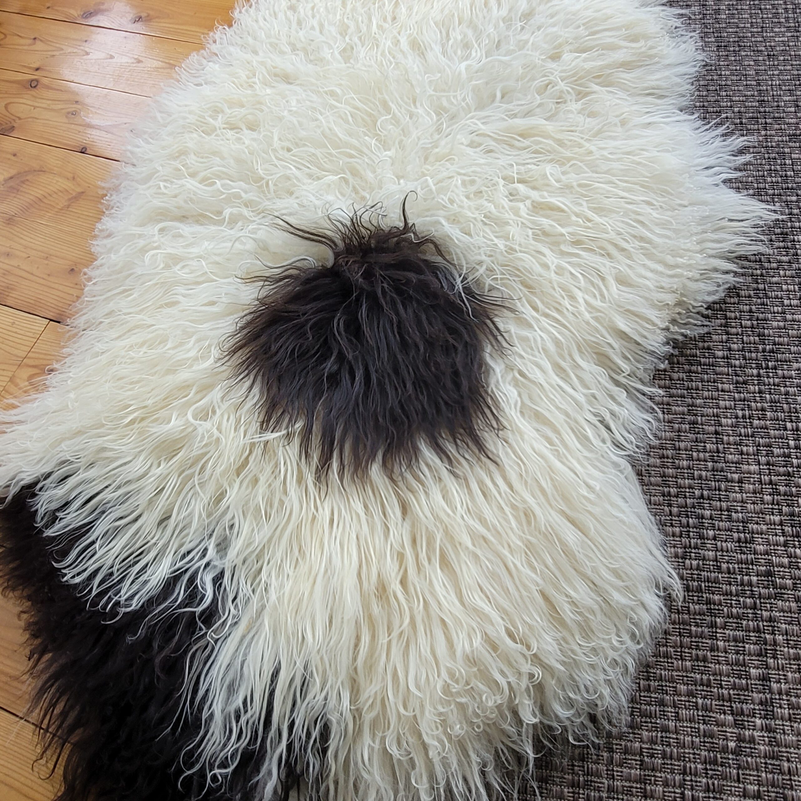 Ecru & Brown Spotted Curly Icelandic Sheepskin Rug 49″ × 34″
