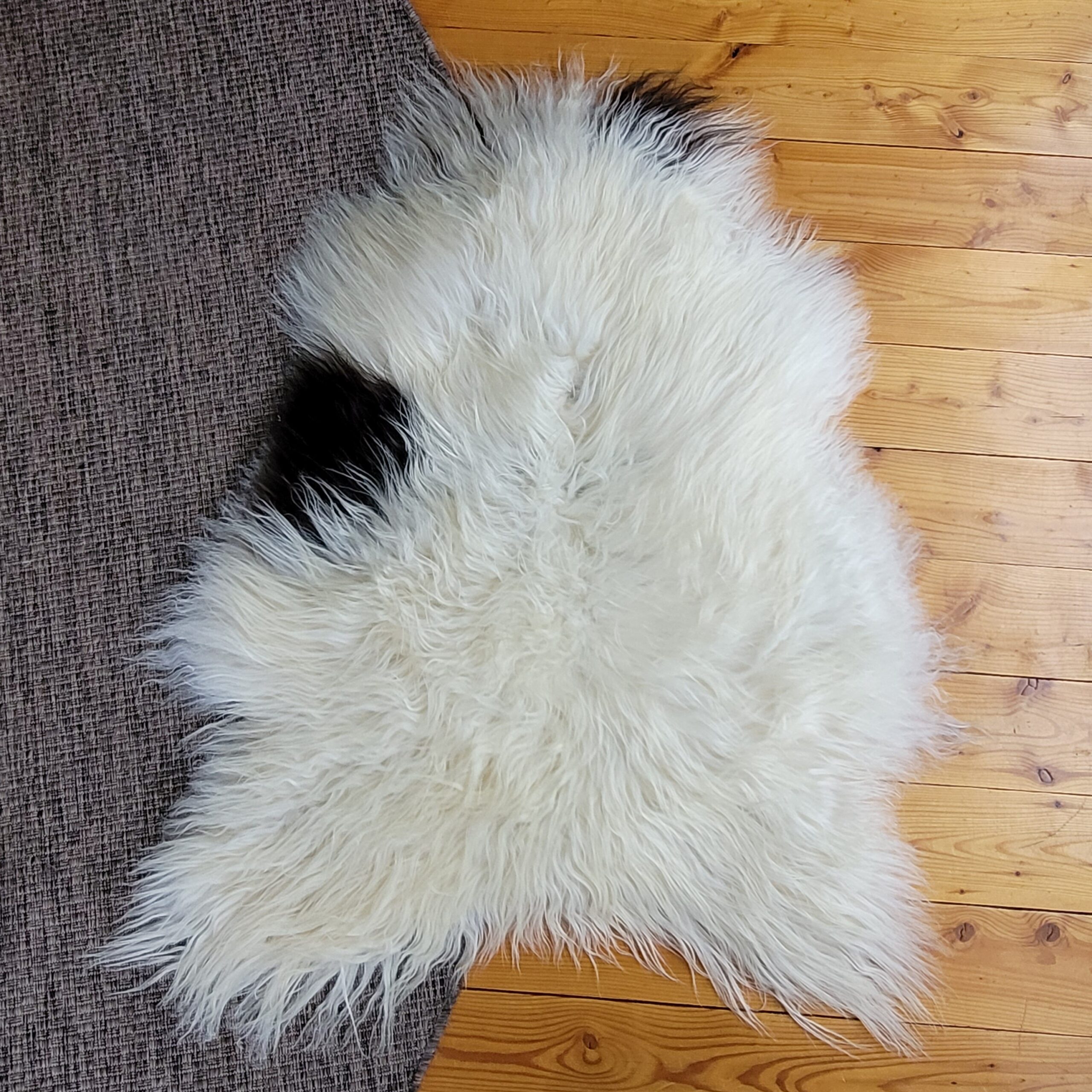 Exceptionally Soft Ecru Spotted Curly Icelandic Sheepskin 48″ × 35″ - Image 4