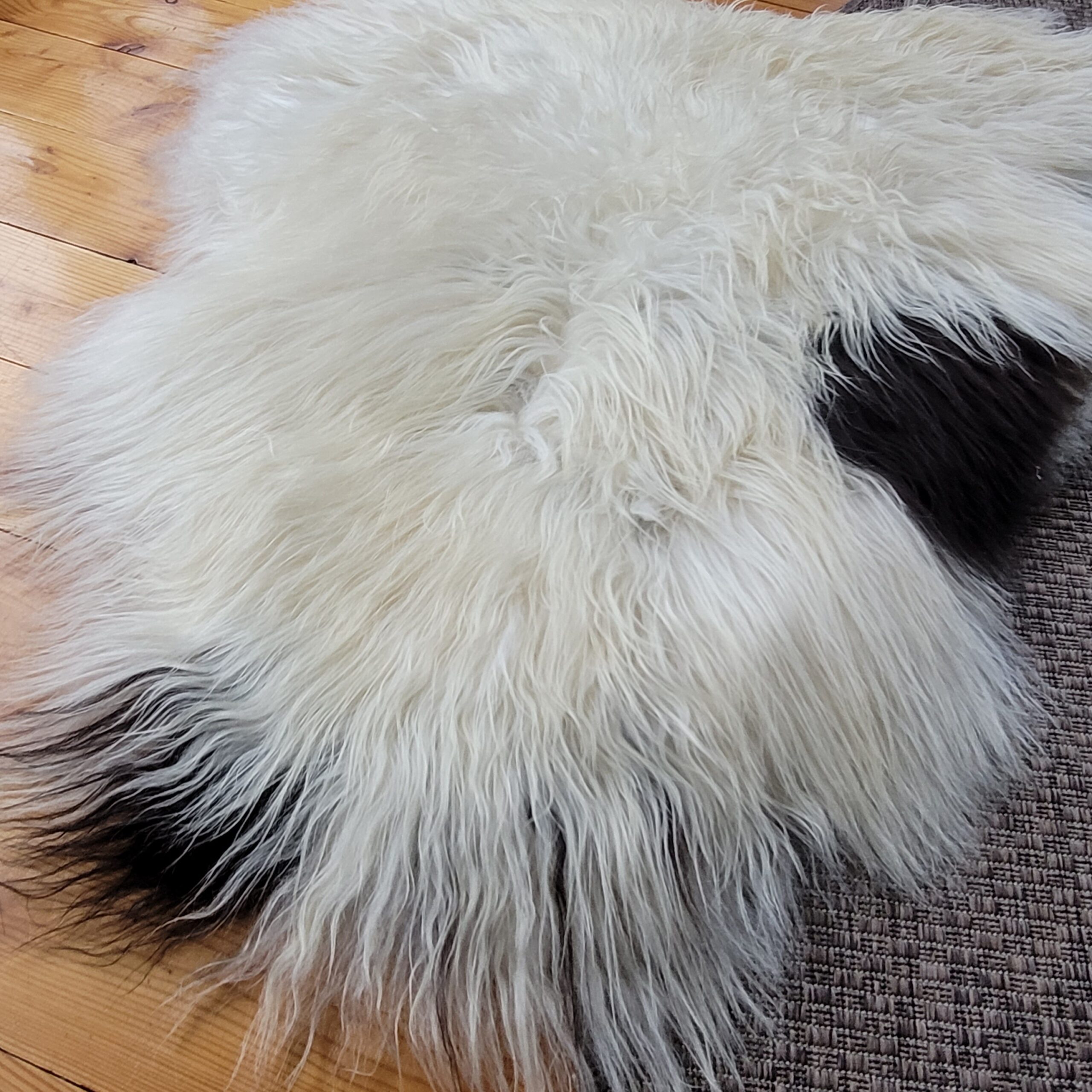 Exceptionally Soft Ecru Spotted Curly Icelandic Sheepskin 48″ × 35″