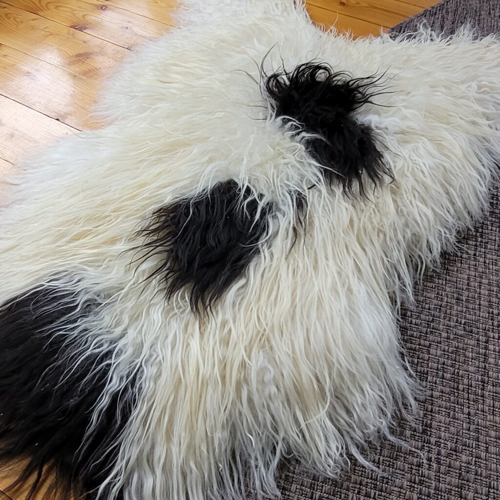 Soft Curly Ecru Spotted Icelandic Sheepskin 48″ × 34″