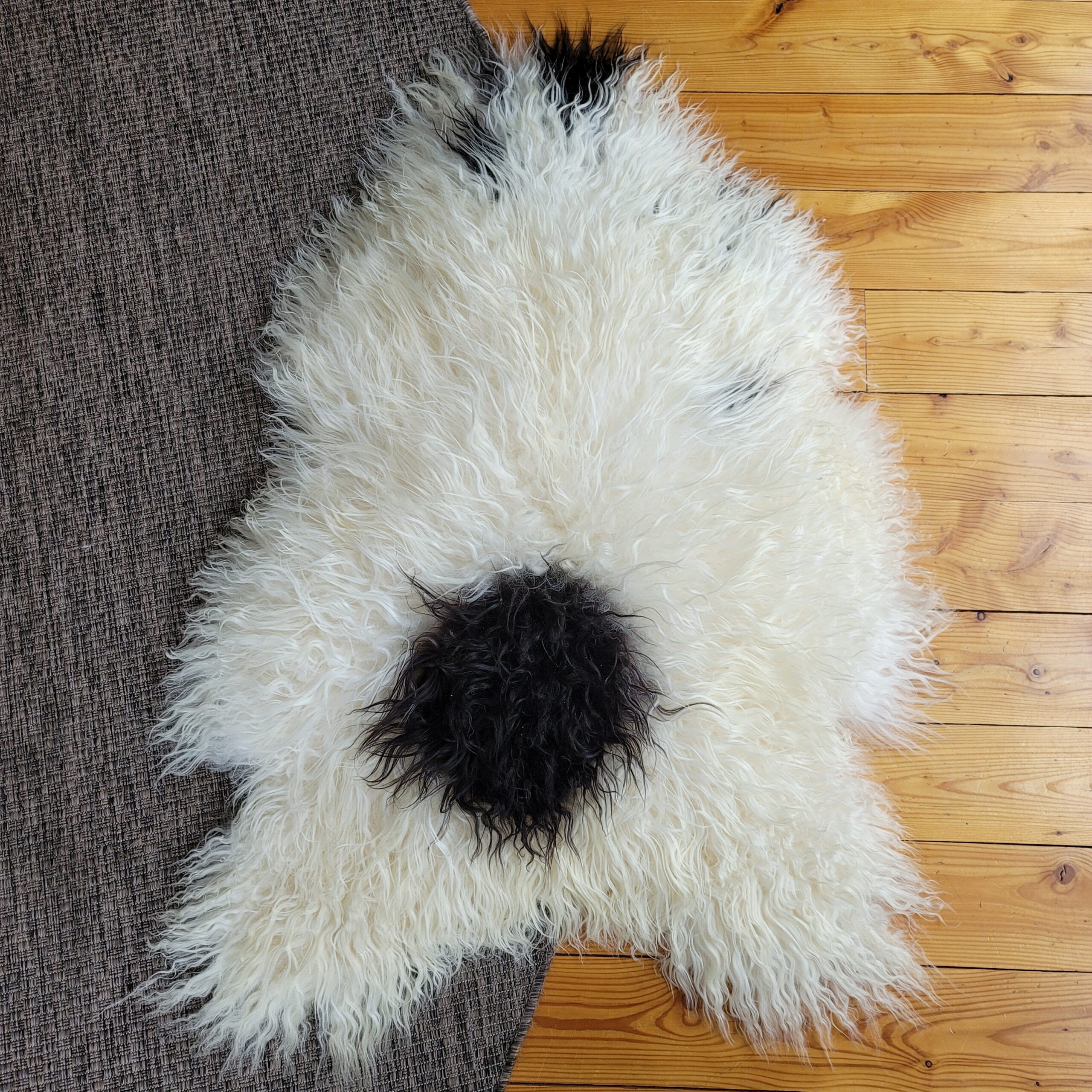 Lofty Ecru Spotted Icelandic Sheepskin Rug 48″ × 32″ - Image 5