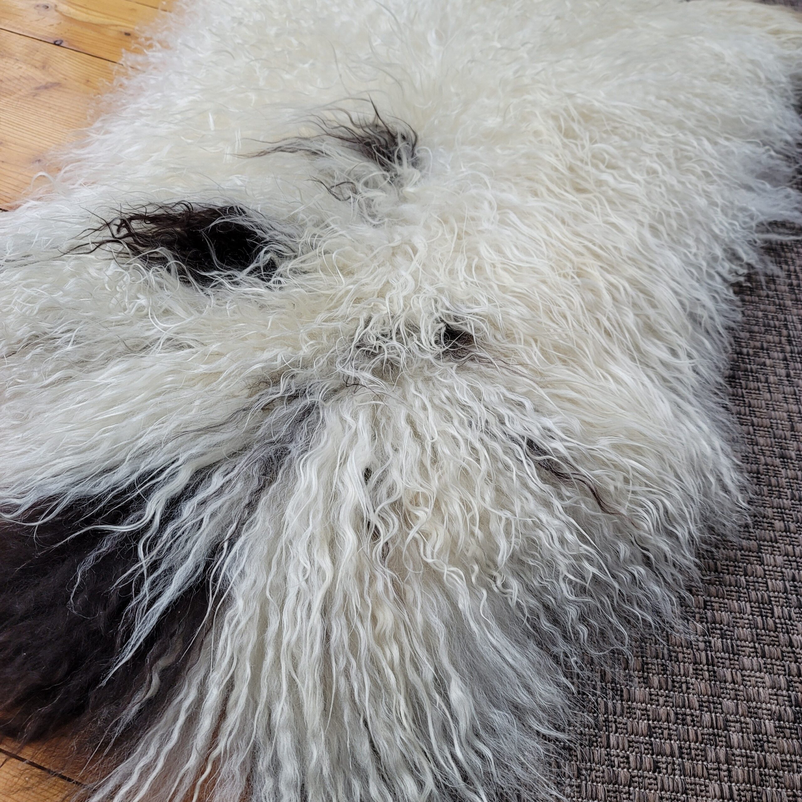 Highly Textured Ecru & Brown Spotted Icelandic Sheepskin 49″ × 31″ - Image 2